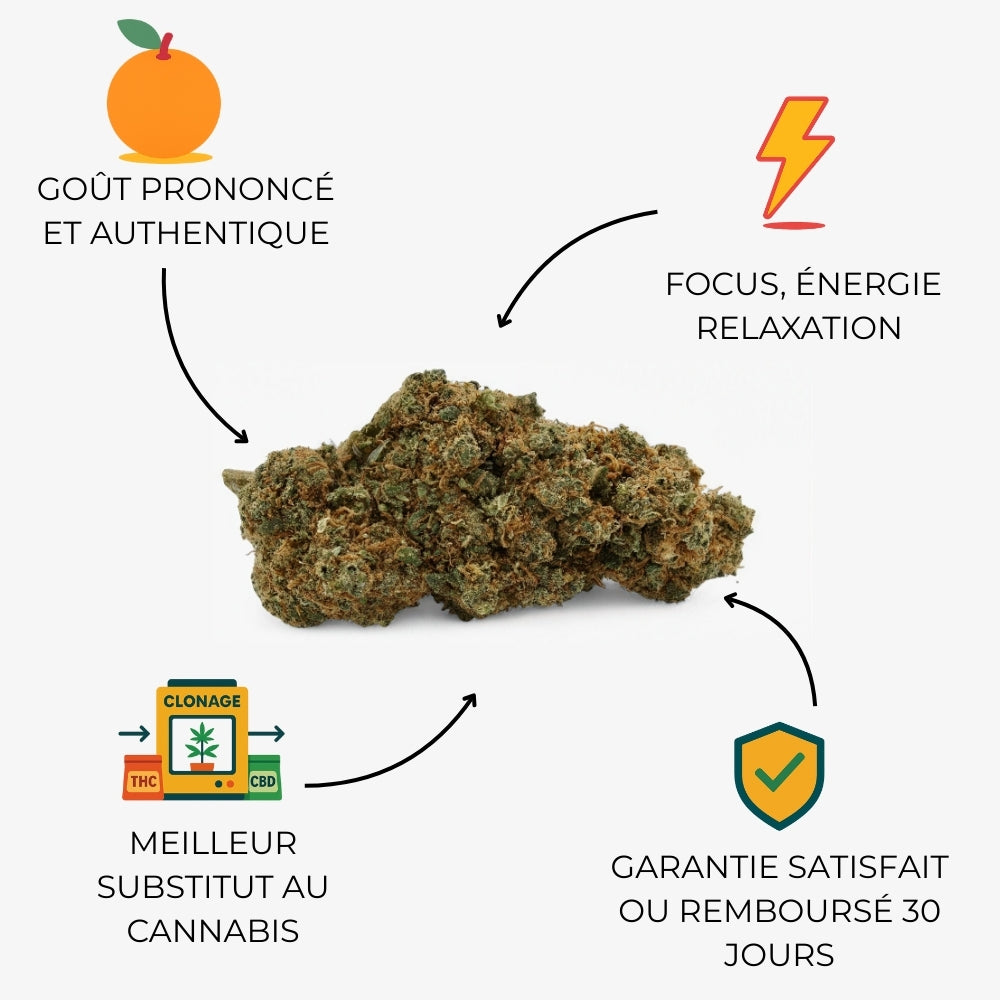 Orange Bud