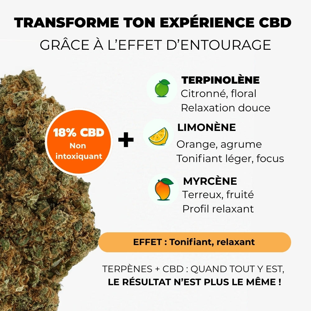 Orange Bud