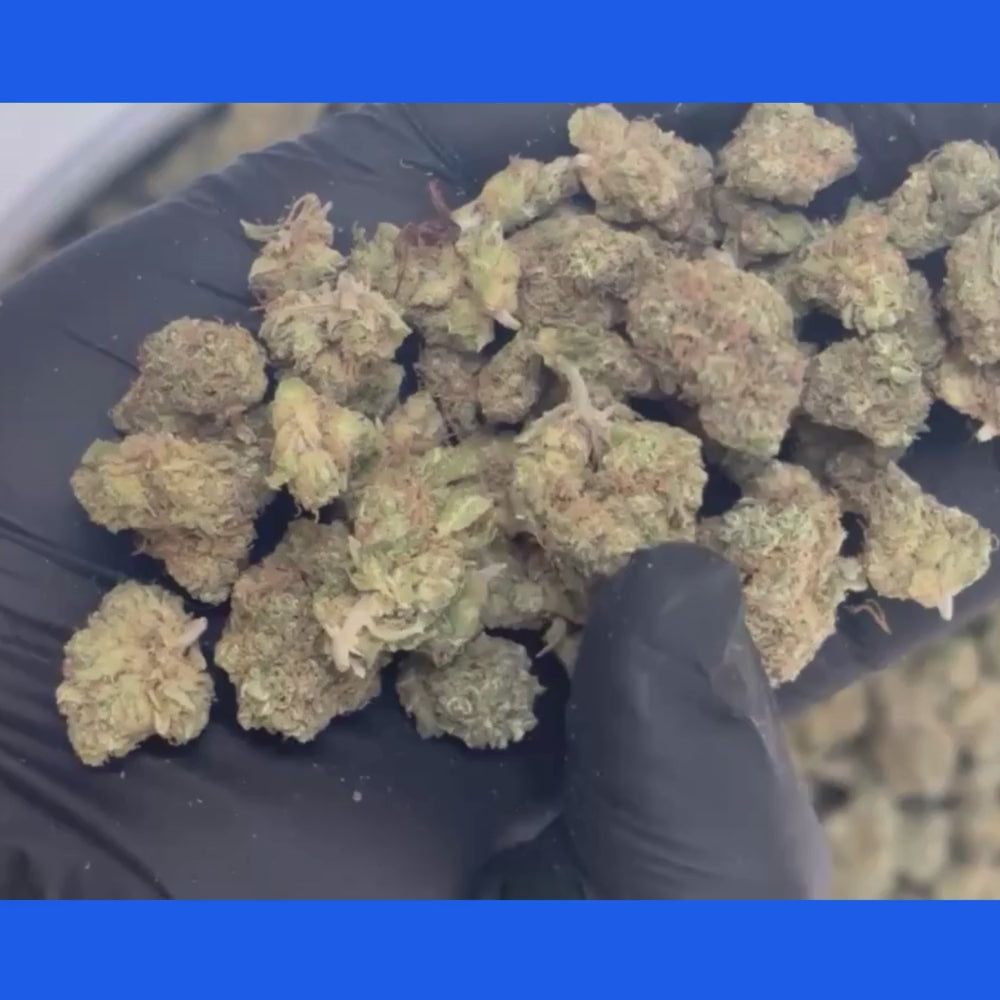 Rainbow Chip Fleur CBD
